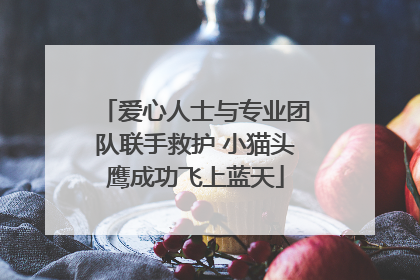 爱心人士与专业团队联手救护 小猫头鹰成功飞上蓝天