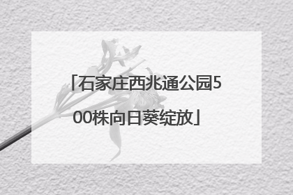 石家庄西兆通公园500株向日葵绽放