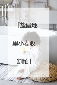 盐碱地里小麦收割忙