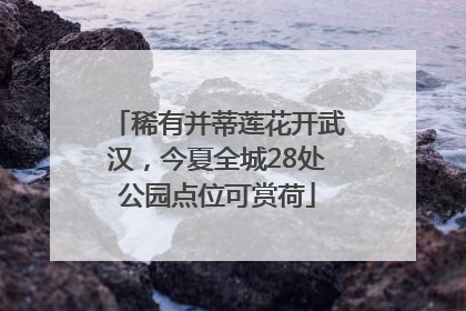 稀有并蒂莲花开武汉，今夏全城28处公园点位可赏荷