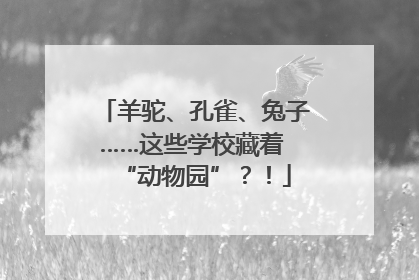 羊驼、孔雀、兔子……这些学校藏着 “动物园”？！
