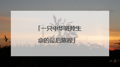 一只中华斑羚生命的最后旅程