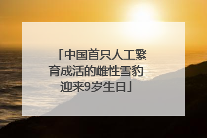 中国首只人工繁育成活的雌性雪豹迎来9岁生日