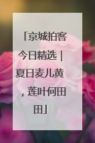 京城拍客今日精选｜夏日麦儿黄，莲叶何田田