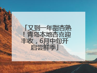 又到一年甜杏熟！青岛本地杏喜迎丰收，6月中旬开启尝鲜季