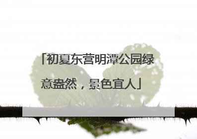 初夏东营明潭公园绿意盎然，景色宜人