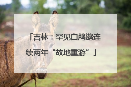 吉林：罕见白鸬鹚连续两年“故地重游”