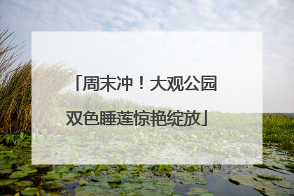 周末冲！大观公园双色睡莲惊艳绽放