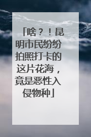 啥？！昆明市民纷纷拍照打卡的这片花海，竟是恶性入侵物种