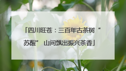 四川旺苍：三百年古茶树“苏醒” 山间飘出振兴茶香