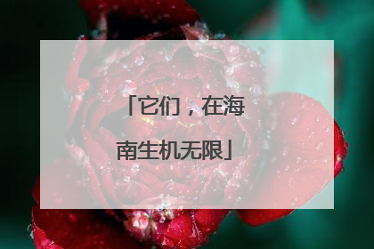 它们，在海南生机无限