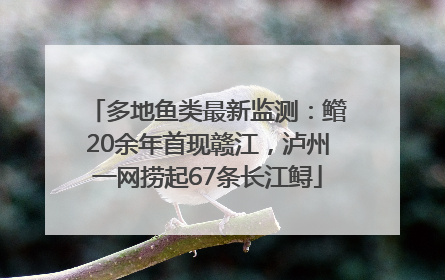 多地鱼类最新监测：鳤20余年首现赣江，泸州一网捞起67条长江鲟