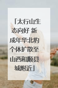 太行山生态向好 新成年华北豹个体扩散至山西和顺县城附近