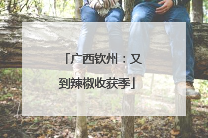广西钦州：又到辣椒收获季