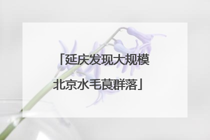 延庆发现大规模北京水毛茛群落