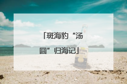 斑海豹“汤圆”归海记