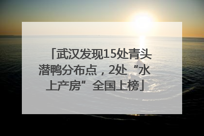 武汉发现15处青头潜鸭分布点，2处“水上产房”全国上榜
