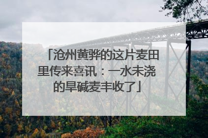 沧州黄骅的这片麦田里传来喜讯：一水未浇的旱碱麦丰收了