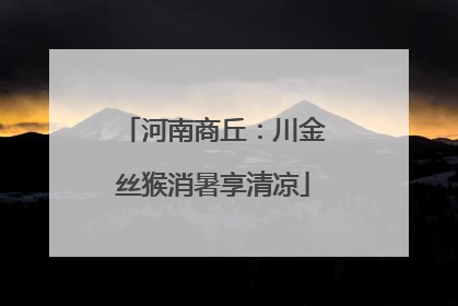 河南商丘：川金丝猴消暑享清凉