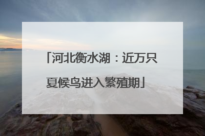 河北衡水湖：近万只夏候鸟进入繁殖期