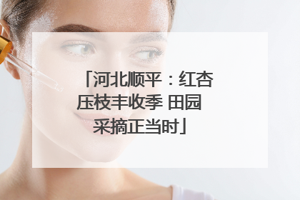 河北顺平：红杏压枝丰收季 田园采摘正当时