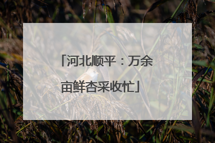 河北顺平：万余亩鲜杏采收忙