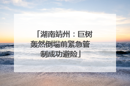 湖南靖州：巨树轰然倒塌前紧急管制成功避险
