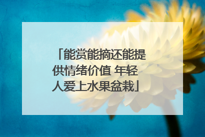 能赏能摘还能提供情绪价值 年轻人爱上水果盆栽