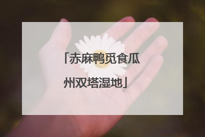 赤麻鸭觅食瓜州双塔湿地