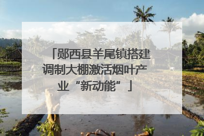 郧西县羊尾镇搭建调制大棚激活烟叶产业“新动能”