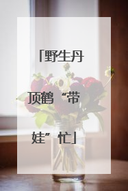 野生丹顶鹤“带娃”忙