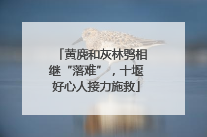 黄麂和灰林鸮相继“落难”，十堰好心人接力施救