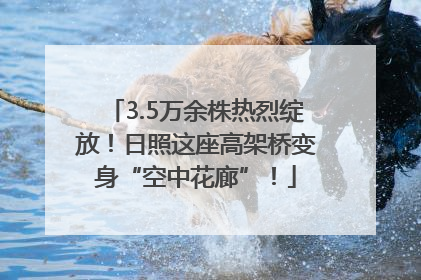 3.5万余株热烈绽放！日照这座高架桥变身“空中花廊”！